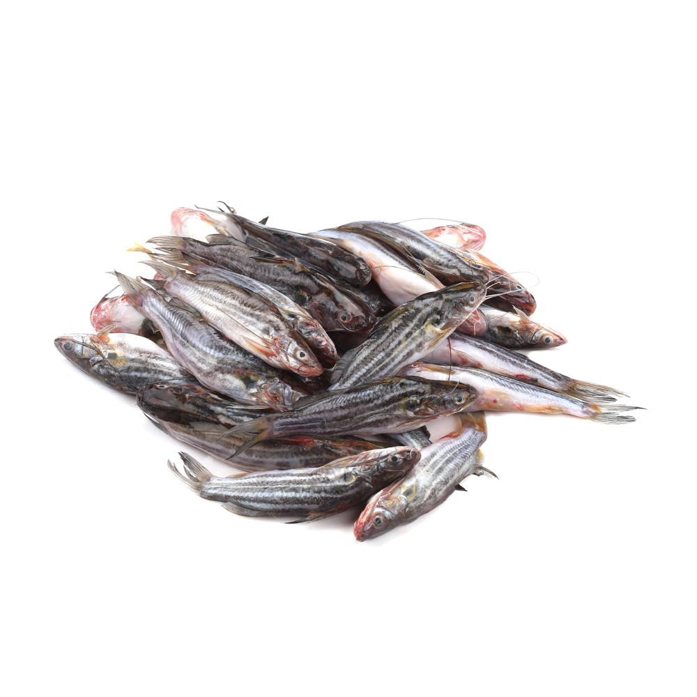 গুলসা ট্যাংরা