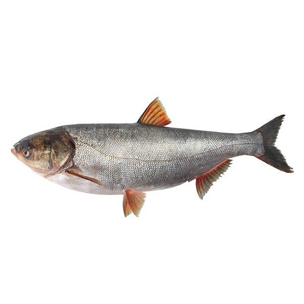 Silver Carp